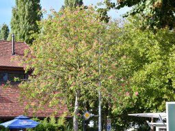 2018-9-steili-kressae-9